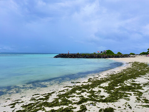 马尔代夫海边海藻