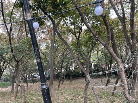 树林