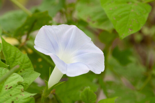 一朵淡蓝色的寄生牵牛花