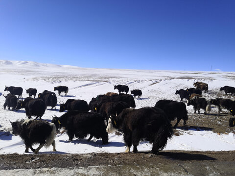 牦牛西藏雪山