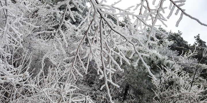 雪松