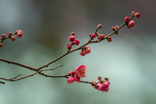 梅花