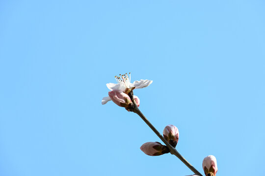 春季蓝天背景下一枝盛开的桃花