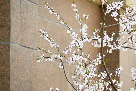 春天小区里开花的桃树