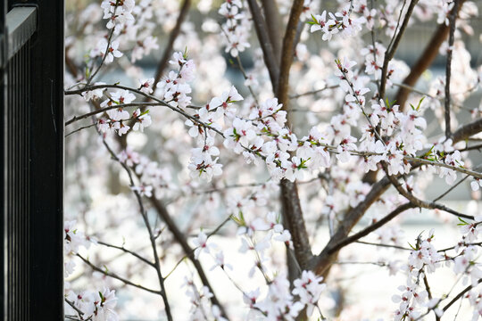 春天小区里开花的桃树