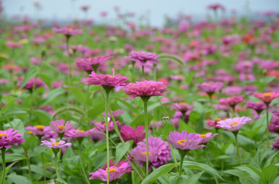 松果菊