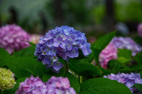 绣球花