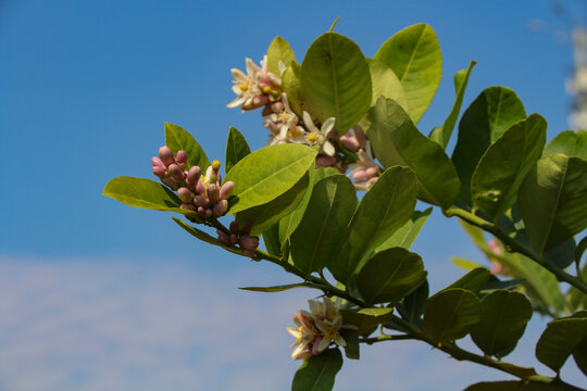 柠檬花