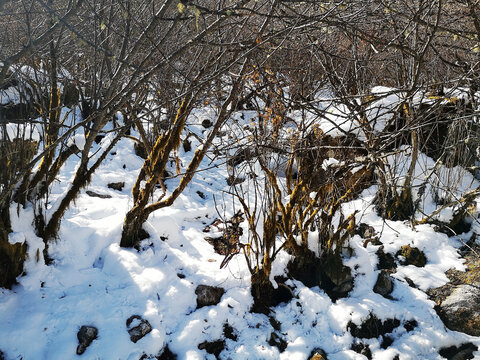 森林雪地