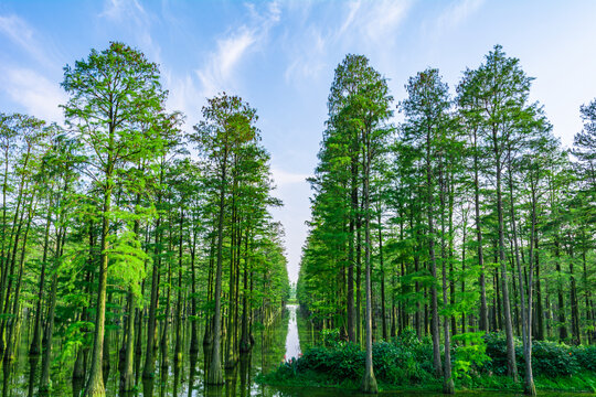 水杉树林