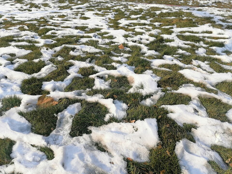 草地残雪