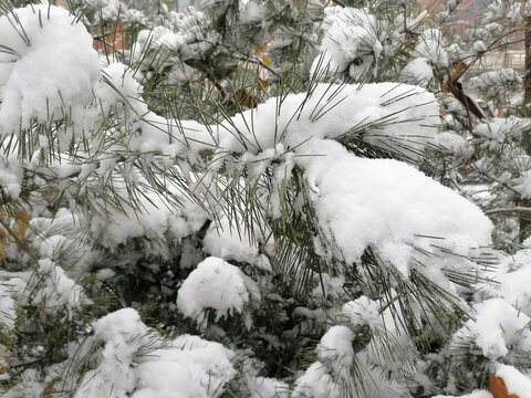 大雪压青松