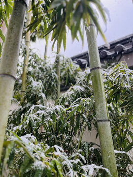 竹林下雪风光