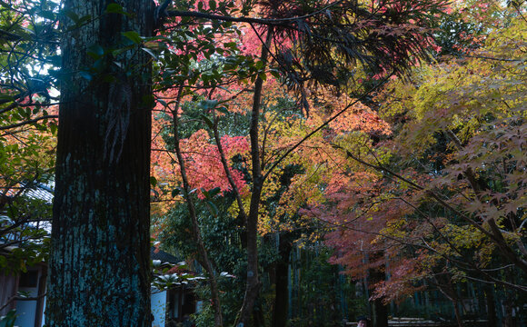 红叶季树林