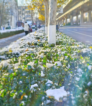 雪后清晨