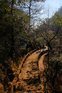 黄山登山路