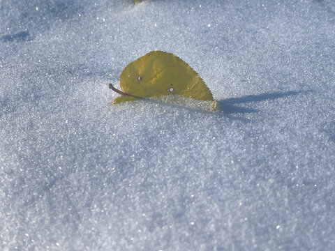 白雪与落叶