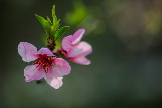 桃花