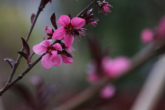 桃花