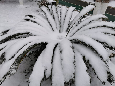 雪中的铁树