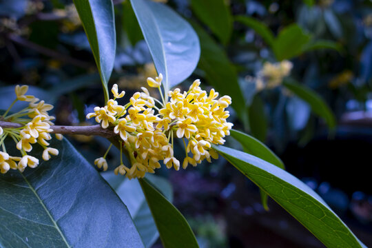 桂花