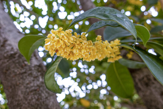 桂花