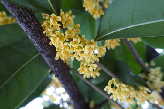 桂花