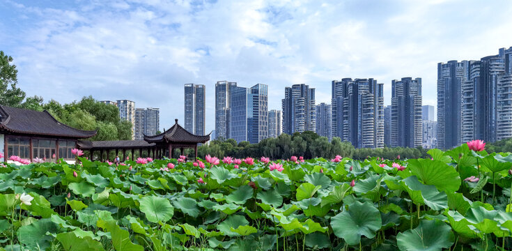 荷花池