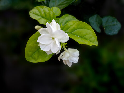 茉莉花