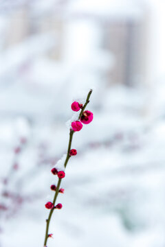 傲雪寒梅