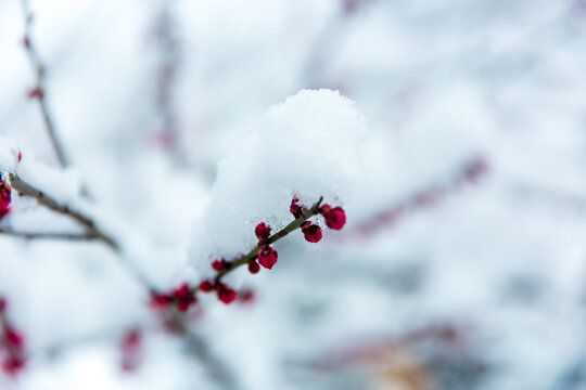 雪压梅花