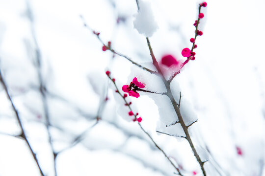 雪中的红梅