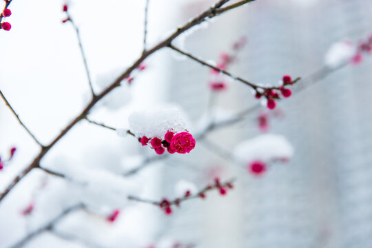 红梅花