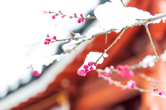 雪压梅花