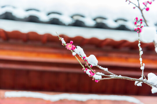 雪中的梅花