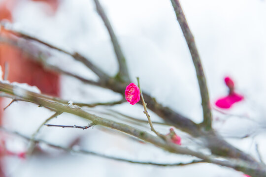 红梅花