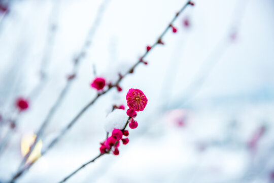 雪中的红梅