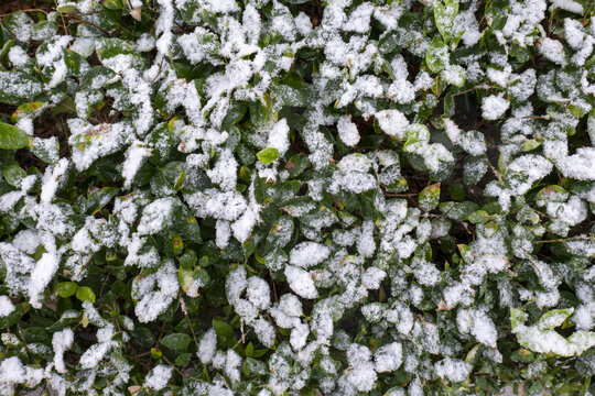 冬天大雪植物压雪