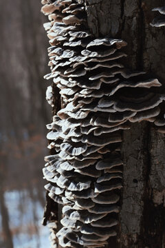 冬季户外长在树木上的木耳菌子