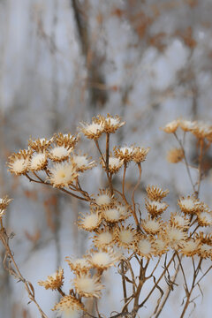 冬季雪地上干枯的植物