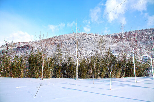 雪后蓝天树林