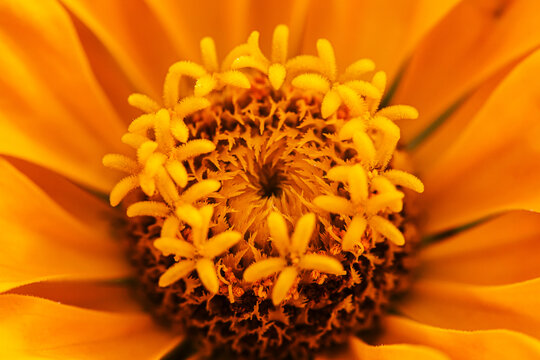 黄色菊花花蕊