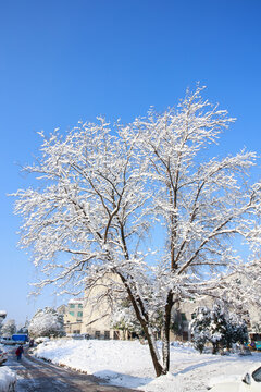 雪景