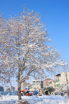 雪景