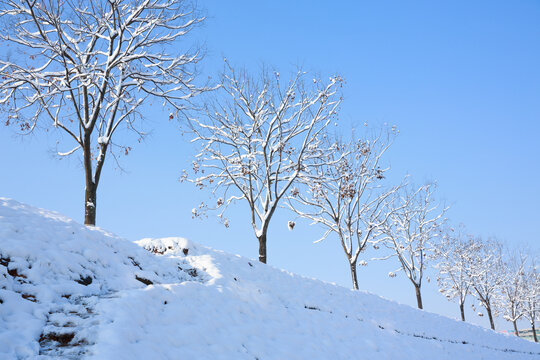 雪景