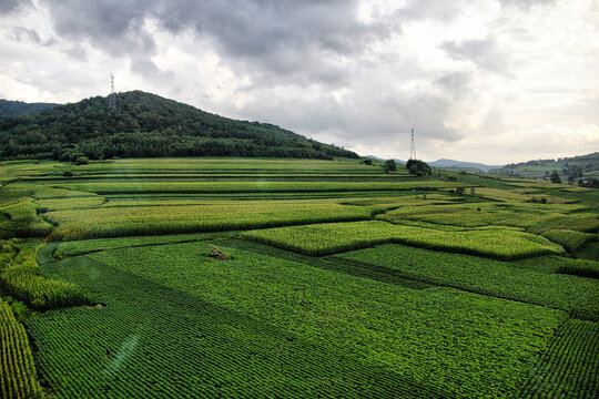 东北大地田地田野