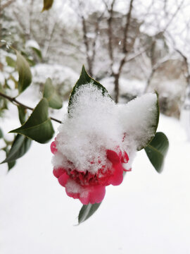 雪中的山茶花