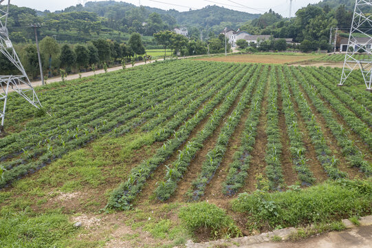 蔬菜基地