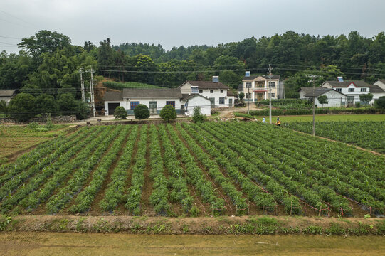 蔬菜基地