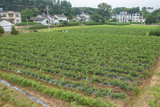 蔬菜基地